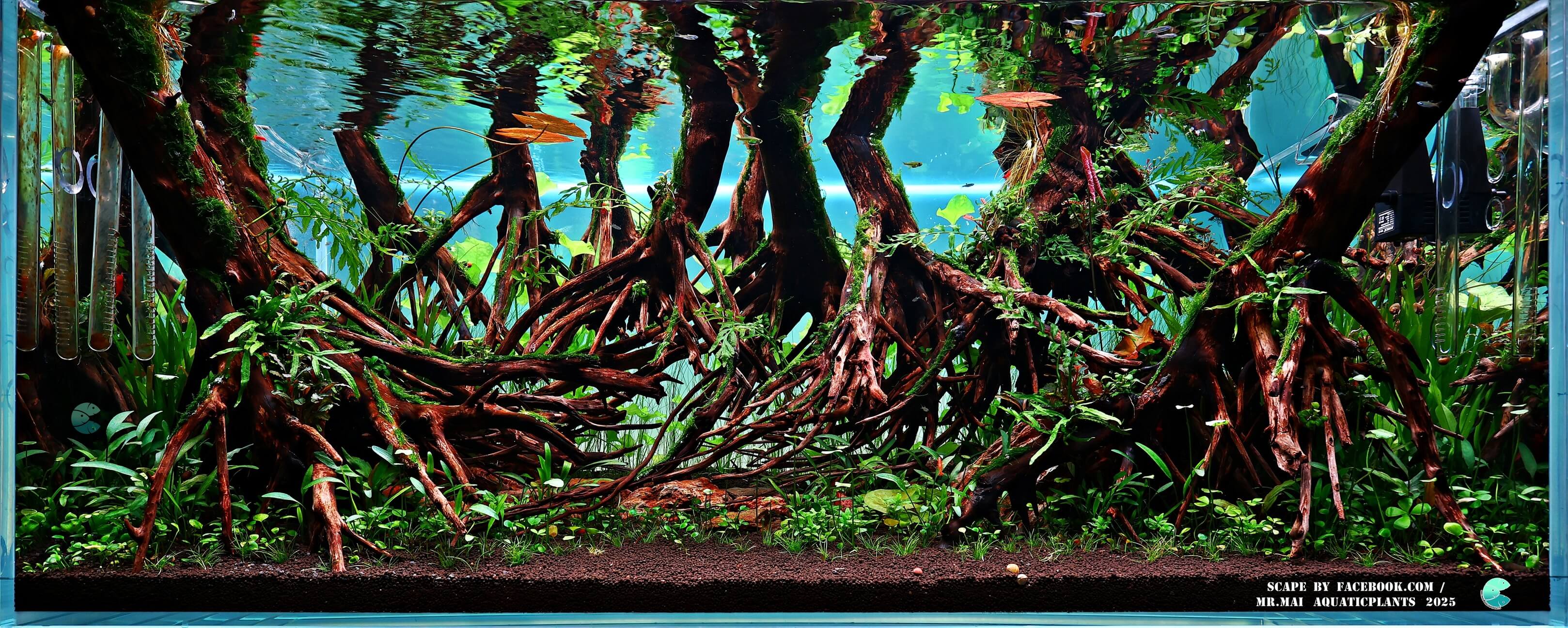 Aquascaping steps - Red Filter - IAPLC 2025 Winning Works - Nobphacha Yimyou / Thailand Aquascaping steps - Red Filter - IAPLC 2025 Winning Works - Nobphacha Yimyou / Thailand